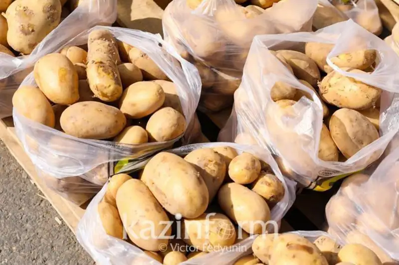 Қозоғистонда картошка захираси етарлими