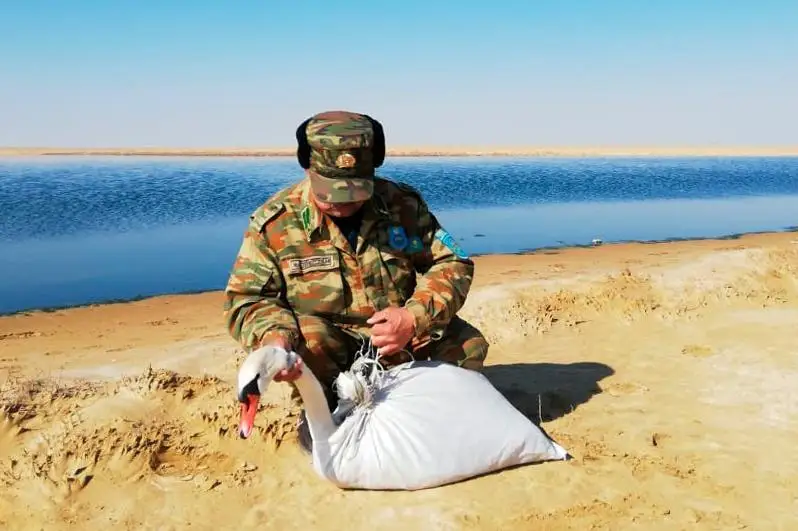 Қозоғистон ғарбида толиққан оққуш қутқарилди