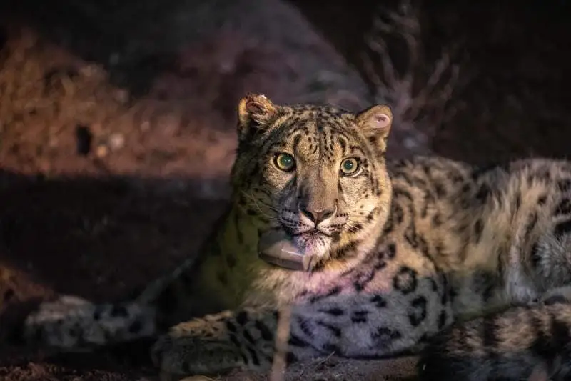 الماتى وبلىسىنىڭ تۇرعىندارى ءىلبىستى تابيعي ورتاسىنا قايتارۋعا سەبەپشى بولدى