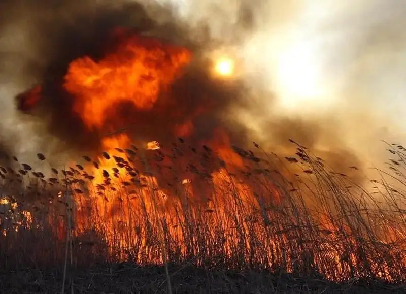 پەتروپاۆل ماڭىندا قامىس ورتەنىپ، مۇناي قويمالارىنا قاۋىپ ءتوندى