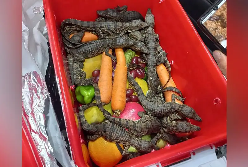 Более 50 детенышей крокодила пытались незаконно провезти в аэропорту Ташкента