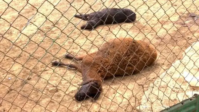 شوشقاعا بەرەتىن دارىمەن قويىن ەمدەگەن شارۋا 320 باس مالىن ءولتىرىپ الدى