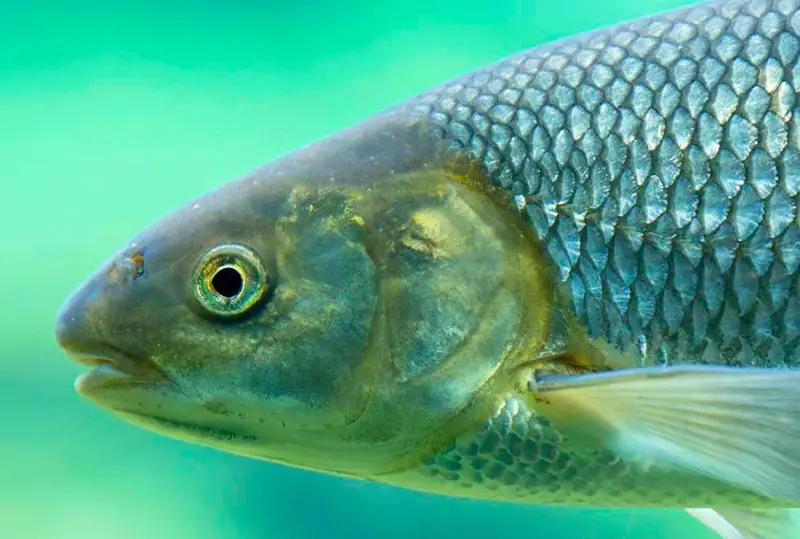 Кутум балиқ Қозоғистон Қизил китобидан чиқарилади