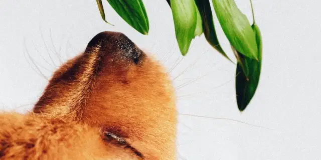 Биологтар әлемдегі ең жағымды хош иісті анықтады