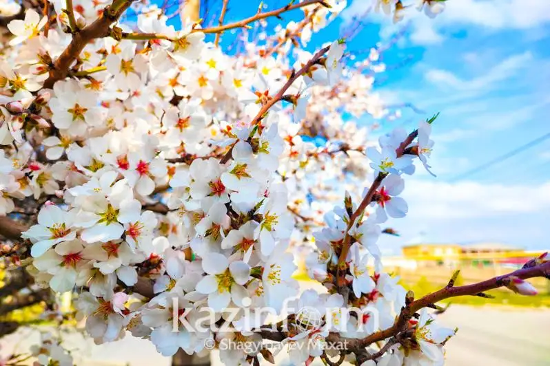 كوكتەمنىڭ العاشقى كۇنى شىمكەنتتە بادام اعاشى گۇلدەدى