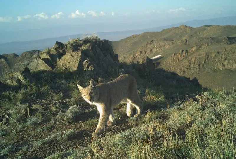 Шарин миллий боғида силовсин фотоқопқонга тушиб қолди