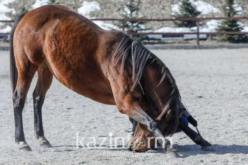 جەتىسۋ وبلىسىندا 6 جاسار بالا اتتان قۇلاپ مەرت بولدى