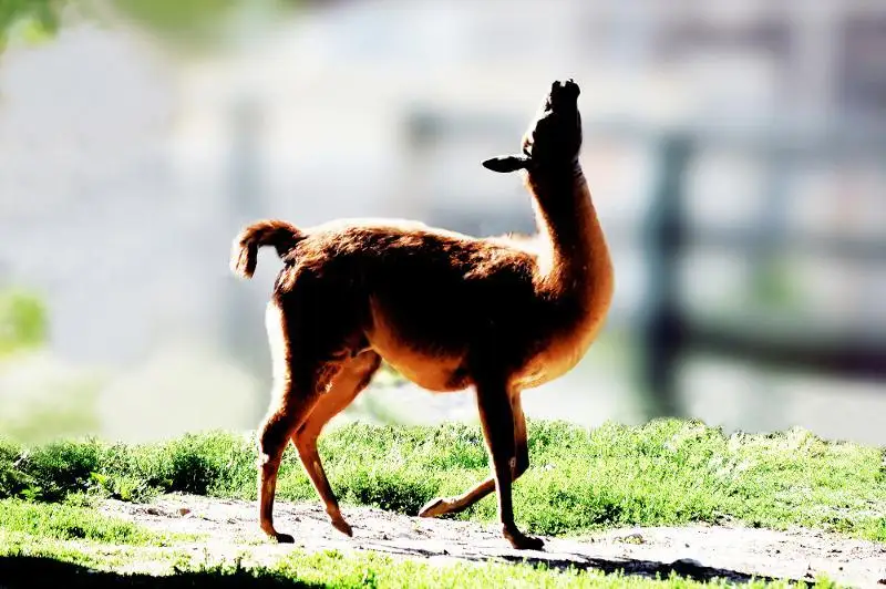 Как обитатели Алматинского зоопарка справляются с жарой