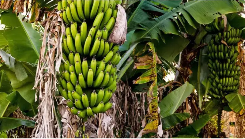 قازاقستاندا العاش رەت بانان وسىرىلە باستادى