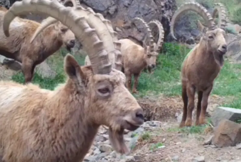 الماتى وبلىسىندا سيرەك كەزدەسەتىن ءسىبىر تاۋ ەشكىسى فوتوتۇزاققا ءتۇسىپ قالدى