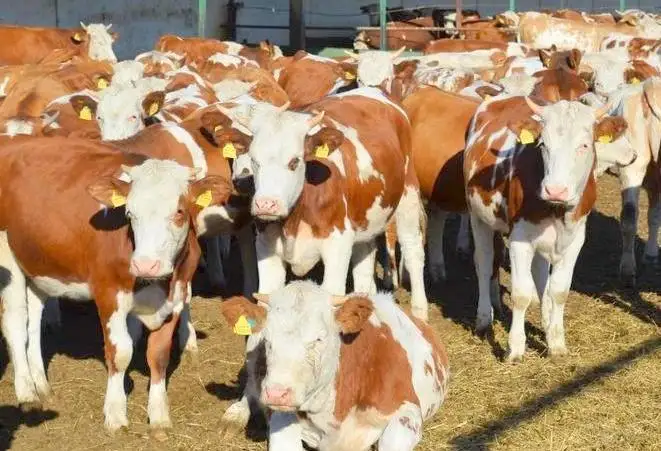 Павлодардаги қишлоқлардан бирига 750 бош наслли сигир етказиб берилди