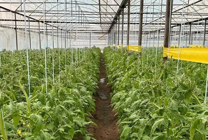 Туркистон вилояти деҳқонлари баҳорда помидор экспортини бошлайди