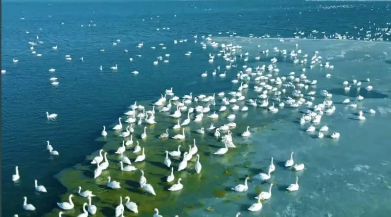 Нақадар гўзал манзара: Каспий денгизида қишлаётган юз минглаб оққушлар видеоси эълон қилинди