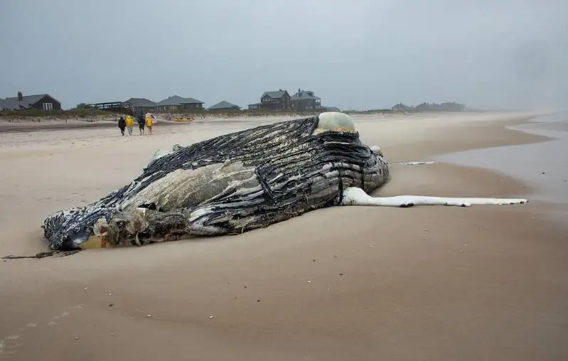 Францияда оғирлиги 15 тонна бўлган кит қирғоққа чиқиб қолди