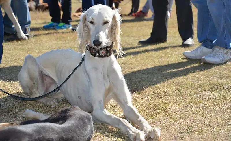 قاراعاندى وبلىسىندا ەڭ كوپ تازى ۇستايتىن اۋىل بار