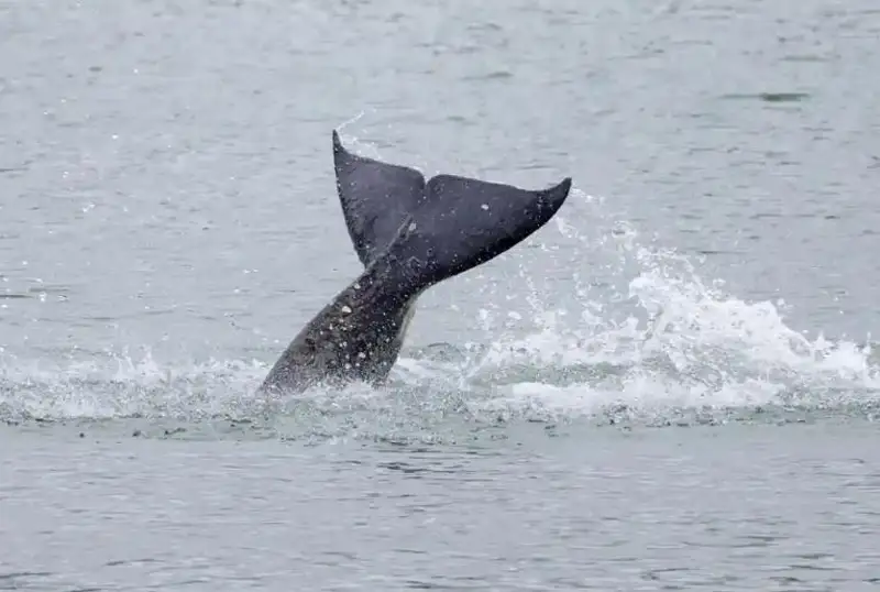Франциянинг Сена дарёсидаги қотил китни қутқариш муваффақиятсиз уринишларидан кейин эвтанизация қилинади