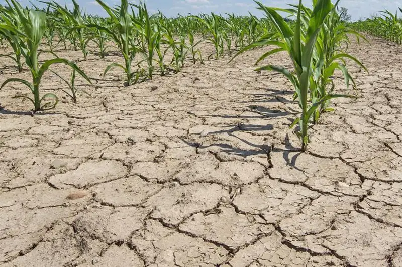 Қозоғистон қурғоқчиликка чидамли экин навларини яратади