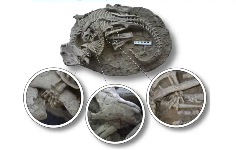 Хитойда 125 миллион йиллик сутэмизувчи ҳайвон ҳамда динозавр қолдиқлари топилди