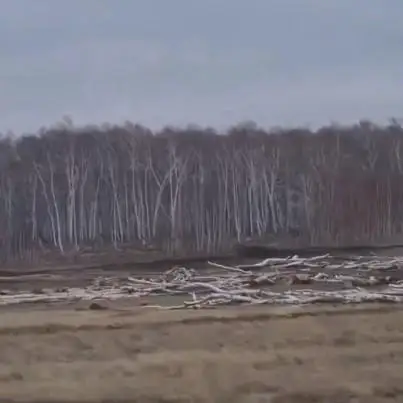 بۋرابايدا ونداعان گەكتار ورمان وتالىپ تاستالدى