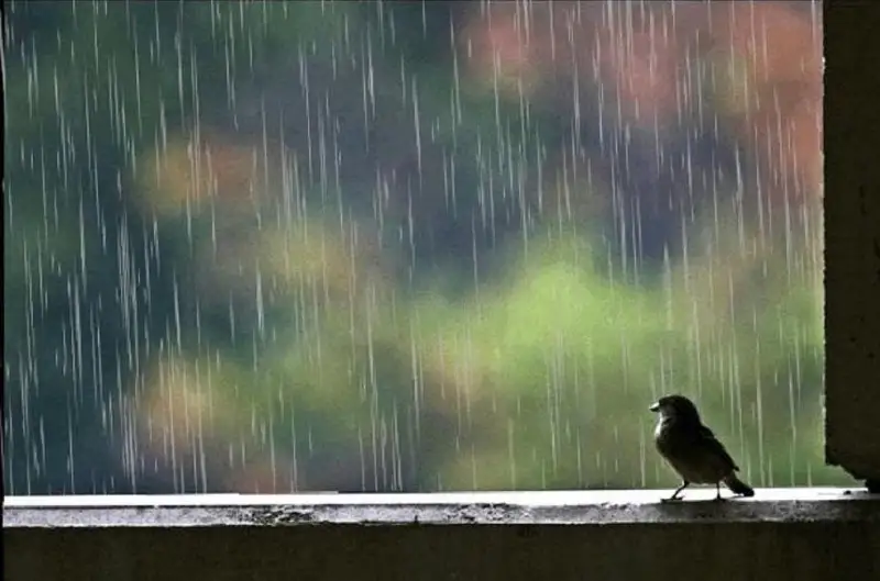 Қозоғистоннинг 9 та ҳудудида огоҳлантириш эълон қилинди: кучли ёмғир, момақалдироқ, дўл бўлиши кутилмоқда