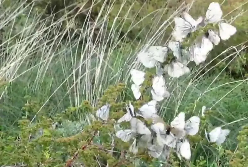 Вредители плодовых культур облюбовали природный парк «Алтын-Эмель»