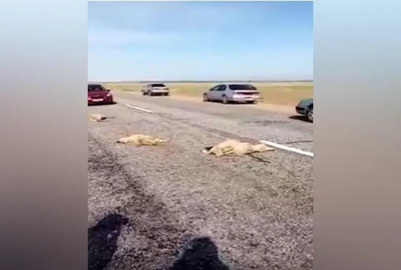 جول تالعامايتىن كولىكپەن 32 قويدى قاققان جۇرگىزۋشى ۇستالدى