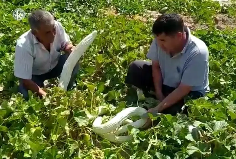 Қозоғистонлик фермер 1,5 метр узунликдаги қовун етиштириб, уни «анаконда» деб атади