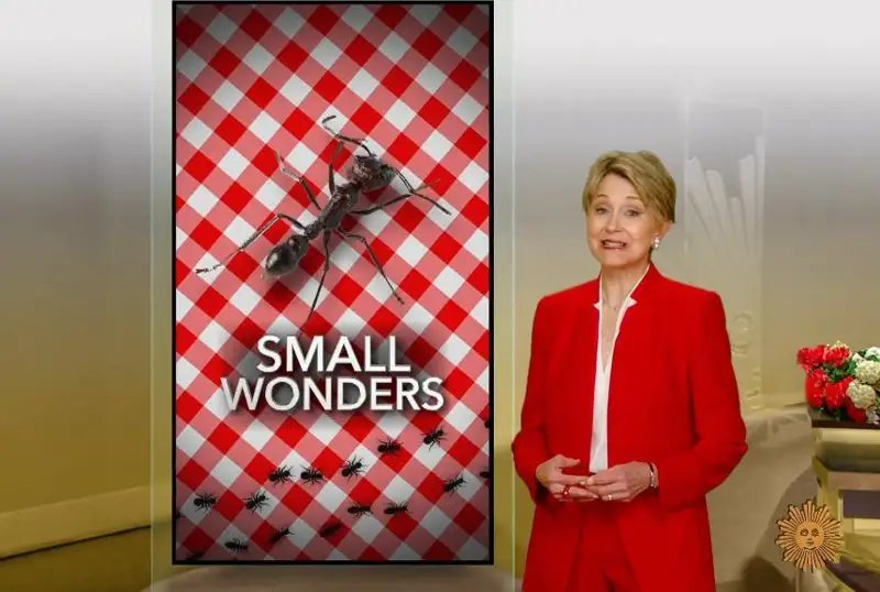 Сайёрадаги барча чумолиларнинг оғирлиги қушлар ва сутэмизувчилардан кўра кўпроқ – тадқиқот