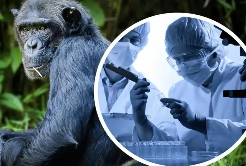 Бразилия ва Испанияда маймун чечагидан 3 киши вафот этди