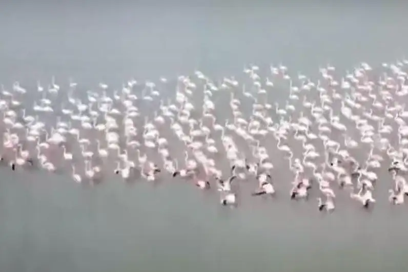 Фламинголар яна Қоракўлга муддатидан олдин учиб келишди