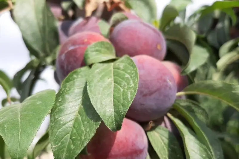 Сариағашда йилига уч мартагача ҳосил олиш усули қўлланилмоқда