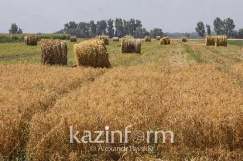 Қозоғистонда ем-хашакни арзон нархларда сотадиган кооператив ташкил этилади