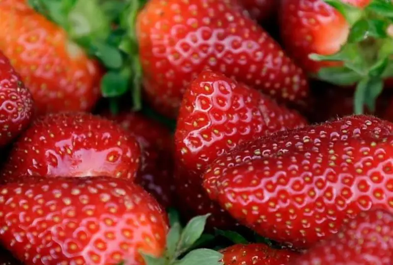 «А» гепатити АҚШ ва Канадада қайд этилди