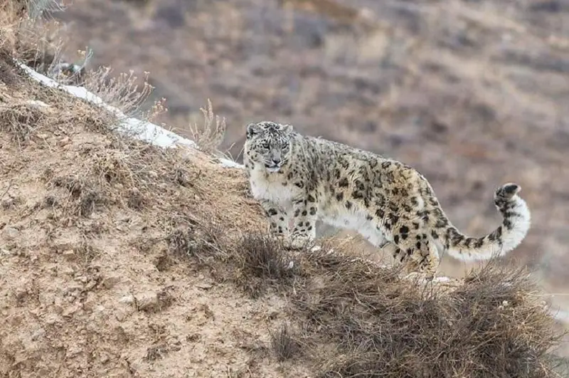 Международный день снежного барса: в Казахстане обитают около 140-180 особей