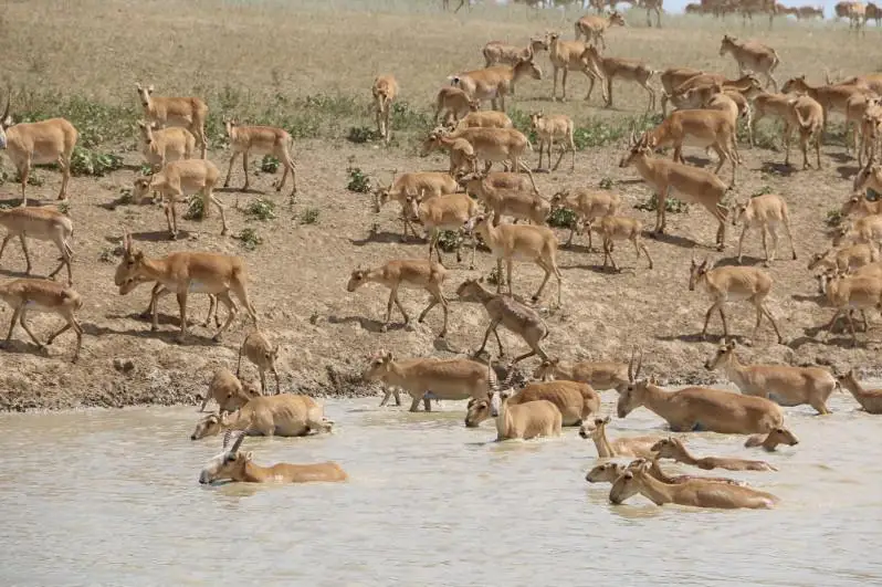 Қозоғистонда 2023 йилгача кийик отиш ман қилинди