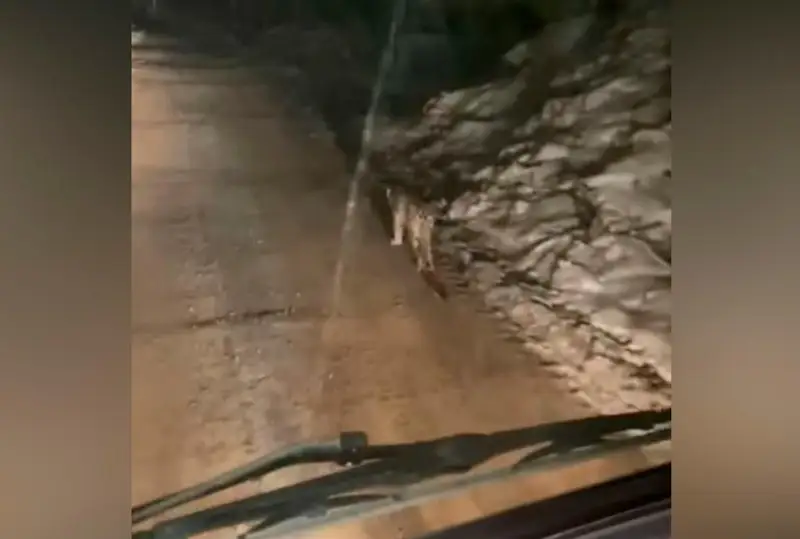 جۇرگىزۋشىلەر اۋىل ىشىندە جۇرگەن قار بارىسىن ۆيدەوعا ءتۇسىرىپ الدى