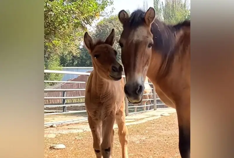 Almaty zoobaǵynda Prjevalskıı jylqysy qulyndady