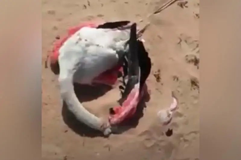 Мертвых фламинго обнаружили в Мангистауской области