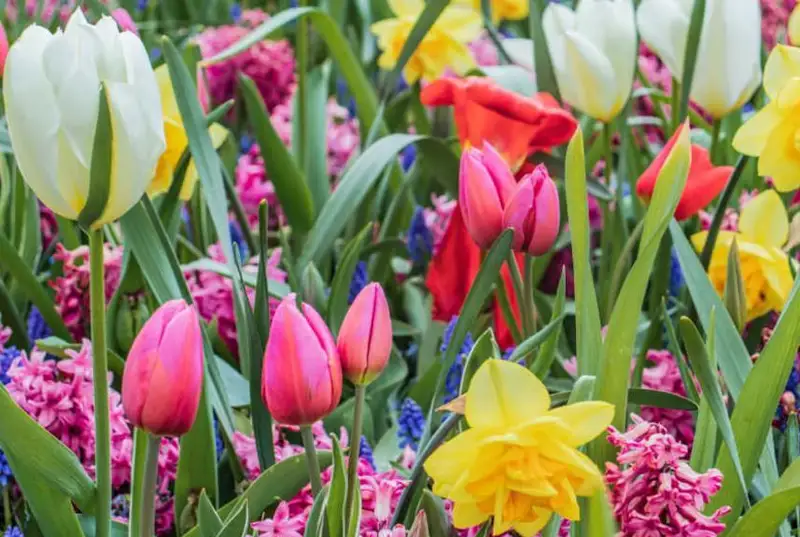 Нидерландия Европа Иттифоқида гулларнинг етакчи экспортчиси бўлиб қолмоқда