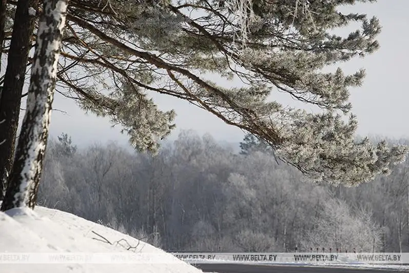 Беларусьда кучли шамол туфайли «тўқ сариқ» даражали огоҳлантириш эълон қилинди