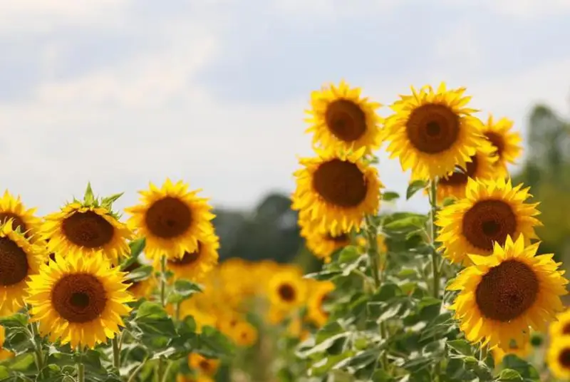 Қозоғистон ЕОИИ давлатларидан кунгабоқар уруғи импортини 12 баравар оширди