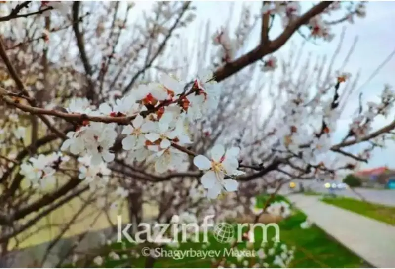 شىمكەنتتە جەمىس اعاشتارى گۇلدەدى