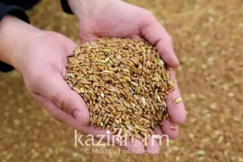 2022-2023 йилларда ғалла етиштиришнинг қисқариши кутилмоқда