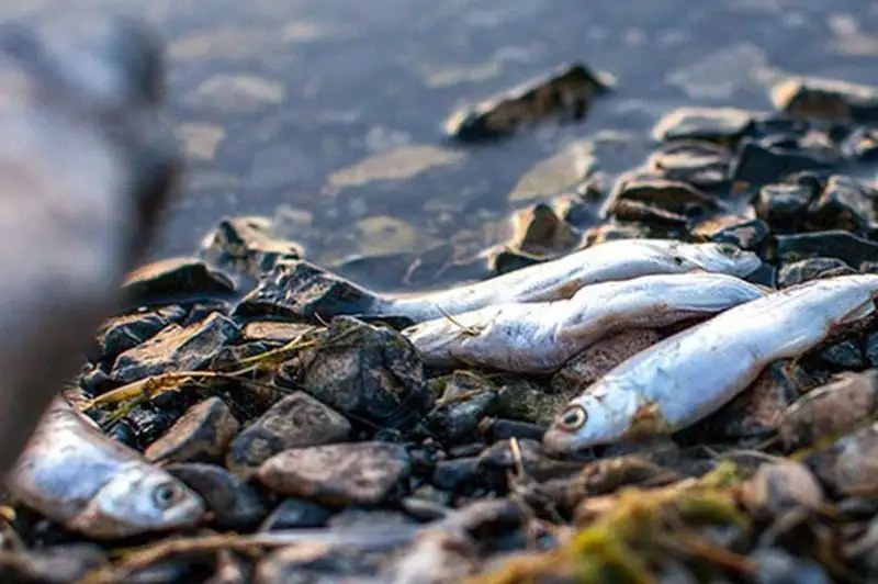 بۋرابايدا بالىق قىرىلىپ جاتىر