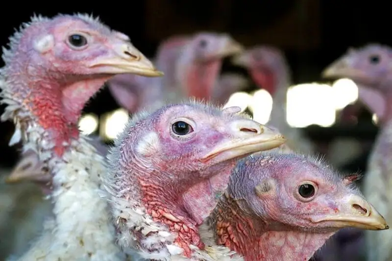 Вспышка птичьего гриппа привела к гибели рекордного числа птиц в США