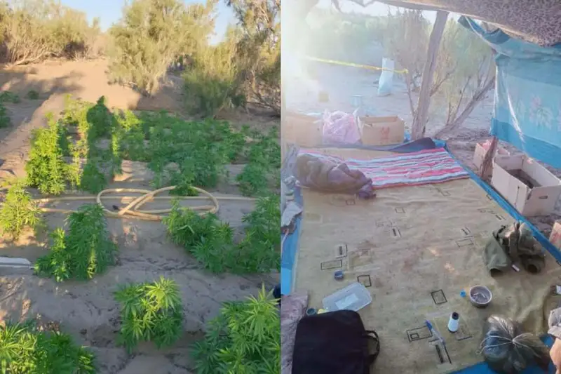 Кызылординец разбрасывал шипы вокруг плантации марихуаны от любопытных автолю­бителей