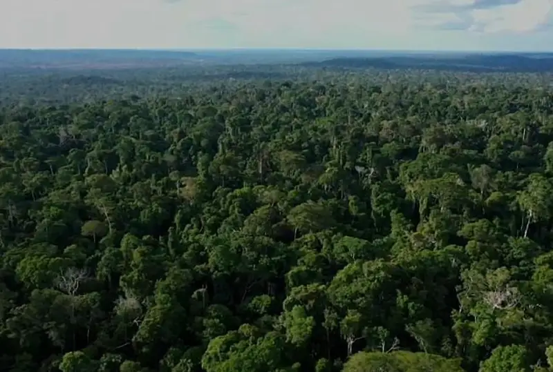 Бразилияда бедарак йўқолган журналист ва гид қидирилмоқда