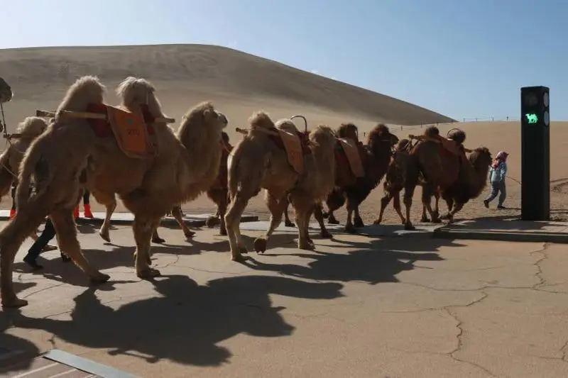 Хитойда туялар учун дунёдаги биринчи светофор пайдо бўлди