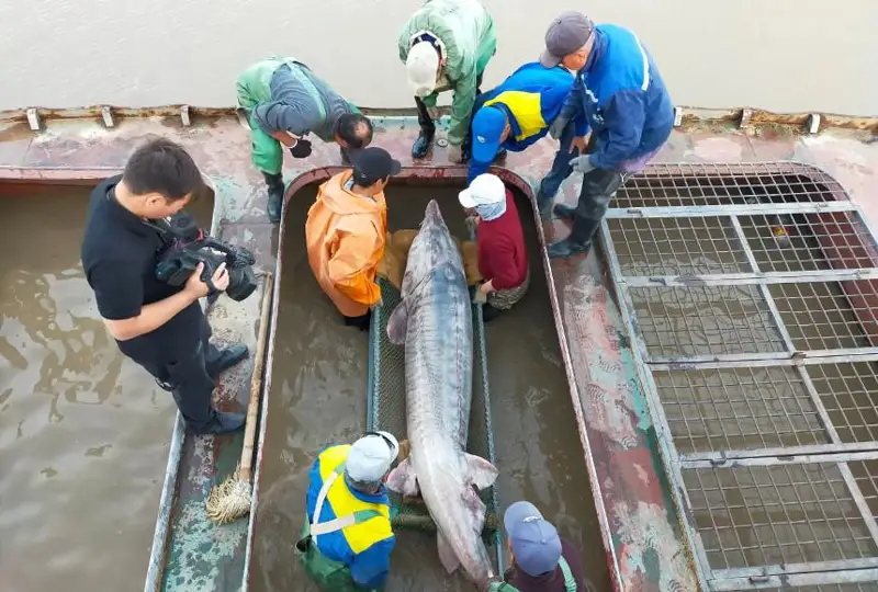 Выловленную в Атырау гигантскую белугу выпустили в Каспийское море