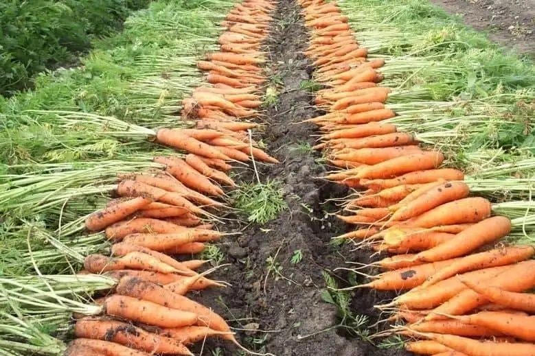 Ўзбекистон қиймати 9 миллион АҚШ доллари миқдорида сабзи экспорт қилган